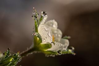 flor con gotas de agua