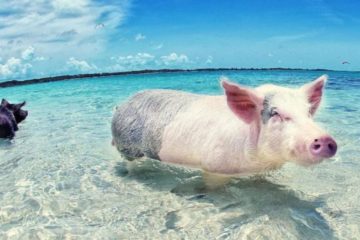 Al avariento y al puerco, después de muertos.