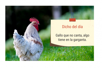 Al gallo que canta, le aprietan la garganta.