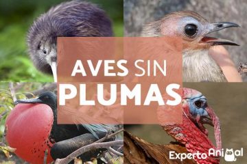 Ave de pluma, no dejes ninguna.