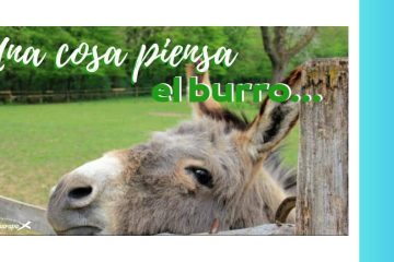 Burro no es tan bestia como piensa el que lo piensa, (El)