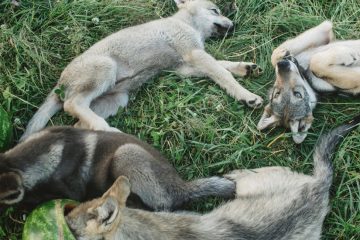 Con un lobo no se mata otro.