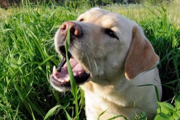 Cuando los perros comen hierba, lluvia hay cerca.