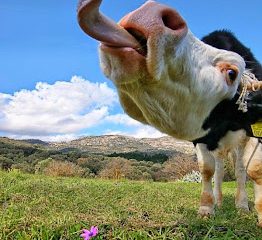 De la vaca flaca, la lengua y la pata.