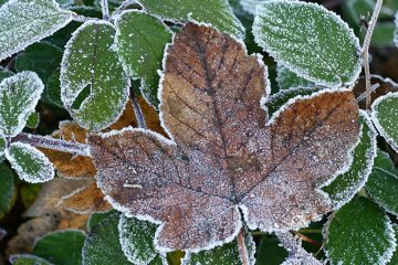 Diciembre, mes de hielos y mes de nieves.