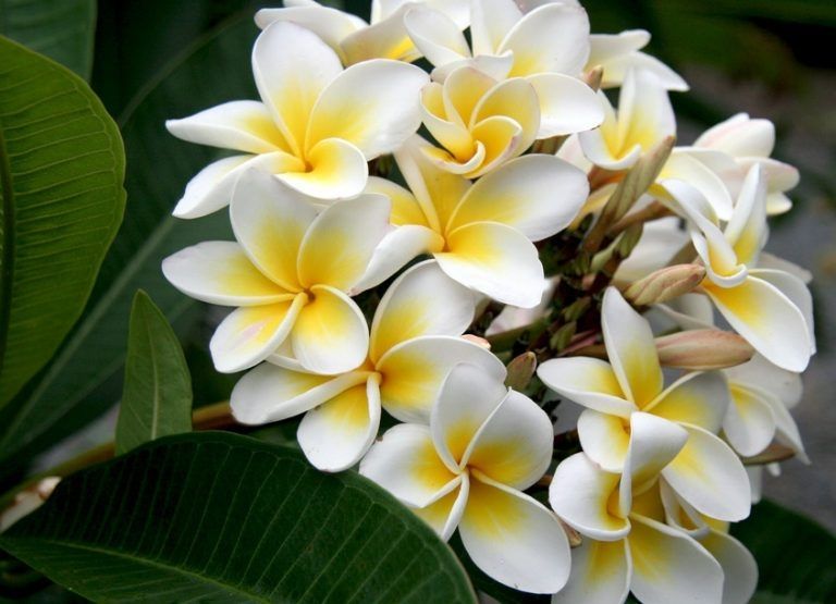 Flor de la hermosura como la flor de mayo dura, (La) Conocer el