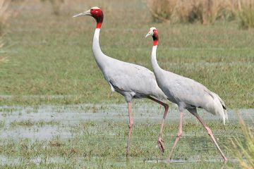 Grulla trasera pasa a la delantera.