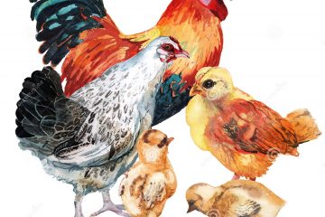 Holgad, gallinas, que el gallo está en vendimias.