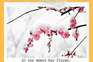 La flor de enero, no llega al frutero.