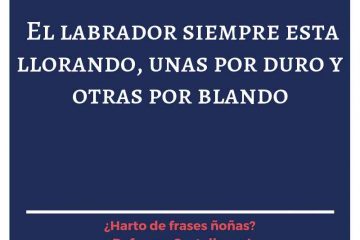 Labrador siempre está llorando, o por duro o por blando, (El)