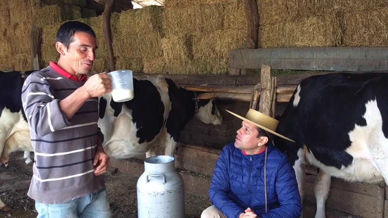 Leche Al Pie De La Vaca La Conocer El Castellano 