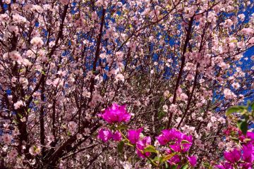 Marzo, los almendros en flor y los mozos en amor.