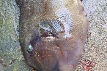 No es ciencia cierta pescar peces con ballesta.