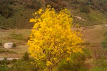 Otoñada verdadera, por San Miguel la primera, (La)