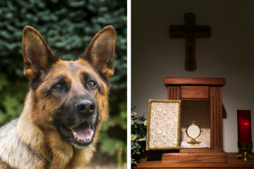 Pastor abarquero, ni guarda dinero ni guarda el perro.