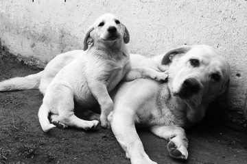 Perro y el niño, donde ven cariño, (El)