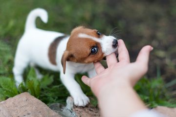 Perro y hombre siguen al amo que más le pasa la mano