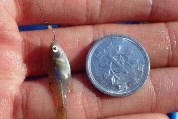 Pescar con anzuelo de plata es la pesca más barata.