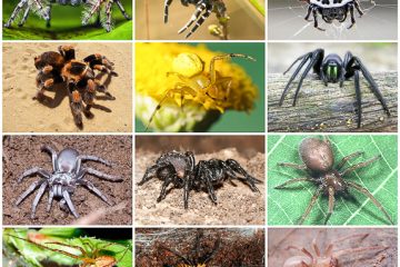 Picóme una araña, y atéme una sábana.