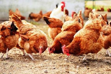 Pollo del aldeano cuesta más que un marrano, (El)