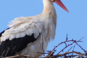 Por San Blas, la cigüeña verás; y si no la vieres, año de nieves.