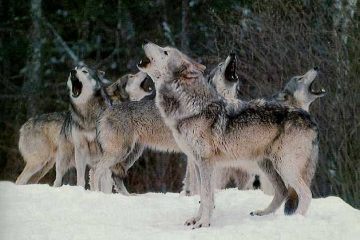 Quien con lobos anda, al año aúlla.