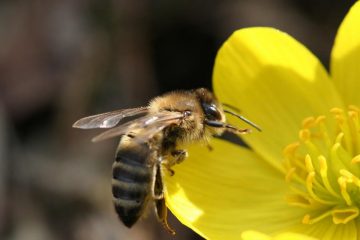 Quien tiene abeja, y oveja, y molino que trebeja, no te pongas con él a la conseja.