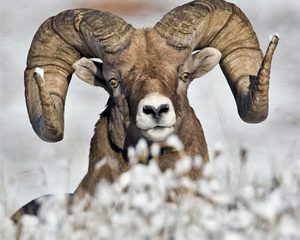 Quien tiene cabras, tiene cuernos.