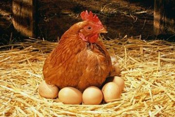 Sobre un huevo pone la gallina.