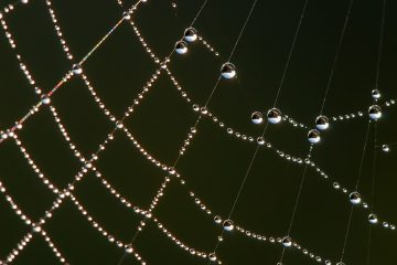 Telaraña lo flaco apaña, (La)