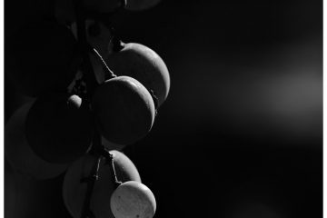 Uva tiene dos sabores divinos: como uva y como vino, (La)