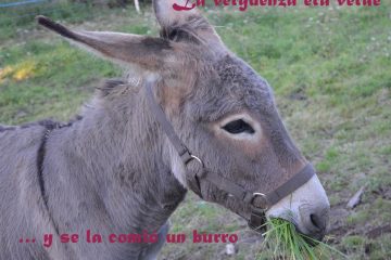 Vergüenza era verde, y se la comió el borrico, (La)