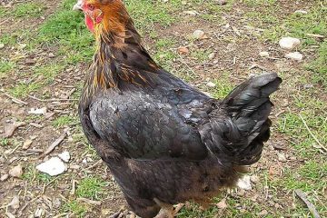 Viva la gallina, y viva con su pepita.
