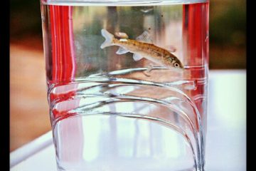 Ahogarse en un vaso de agua