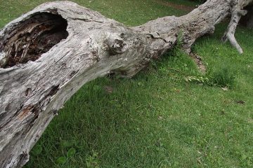 Hacer leña del árbol caído