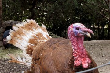 La edad del pavo [estar en]