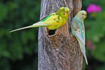 Más duro que la pata de Perico [ser, estar]