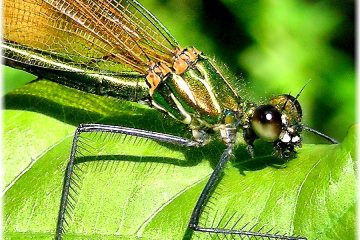 Ser (parecer) un mosquita (mosca) muerta