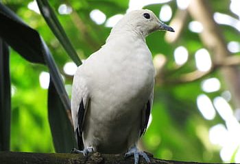 Tener la cabeza llena de pájaros (tener o meter pájaros en la cabeza)